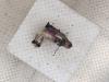 Catalytic converter from a Mercedes-Benz A Limousine (177.1) 1.3 A-180 Turbo 2021