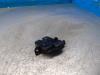 Renault Clio IV (5R) 0.9 Energy TCE 90 12V Mécanique de verrouillage hayon