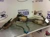 Exhaust manifold + catalyst from a Ford Focus 2 Wagon, Estate, 2004 / 2012 2007