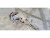 Bakre drivaxel från en Ford Transit Custom 2.0 TDCi 16V Eco Blue 105 2021