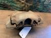 Peugeot 3008 I (0U/HU) 1.6 16V THP 155 Etrier de frein (pince) avant droit