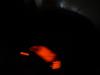 Citroen C3 1.1 Salvage vehicle (2003, Black)